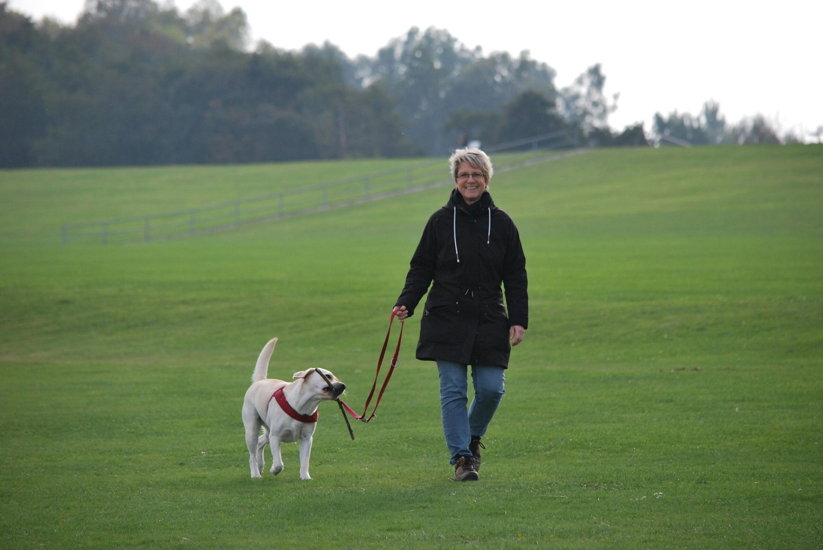 dog walking